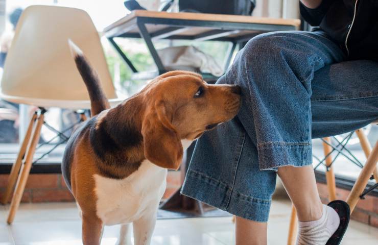 perché il cane annusa le parti intime