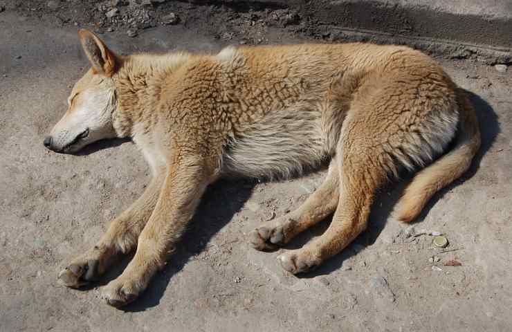 Un cane che non sta affatto bene