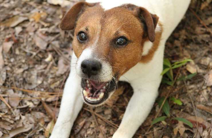 Un cane che sta abbaiando