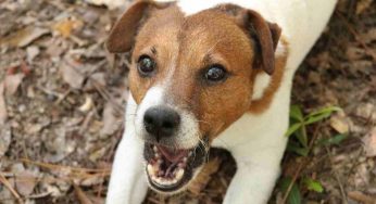 Come riconoscere un cane che abbaia per paura