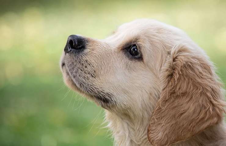 un cane può essere pignorato