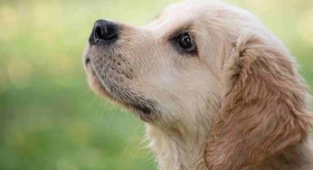 Un cane può essere pignorato?