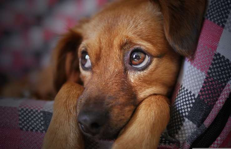 Un cane dallo sguardo triste