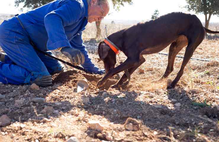 come insegnare al cane a cercare il tartufo