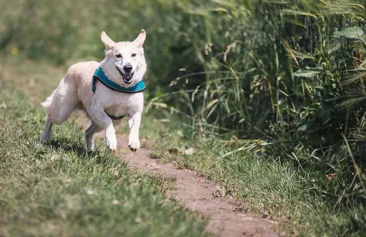 Un cane mentre corre