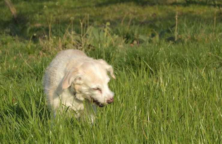 Un cane mentre mangia dell'erba