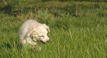 Perché i cani mangiano l’erba: i motivi del gesto
