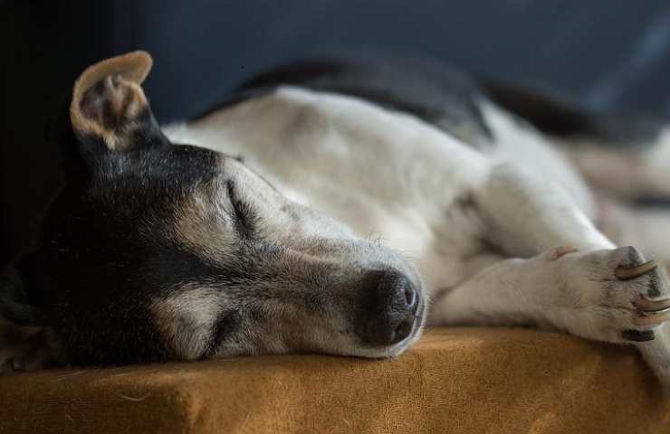 Un cane non più giovane durante il riposo