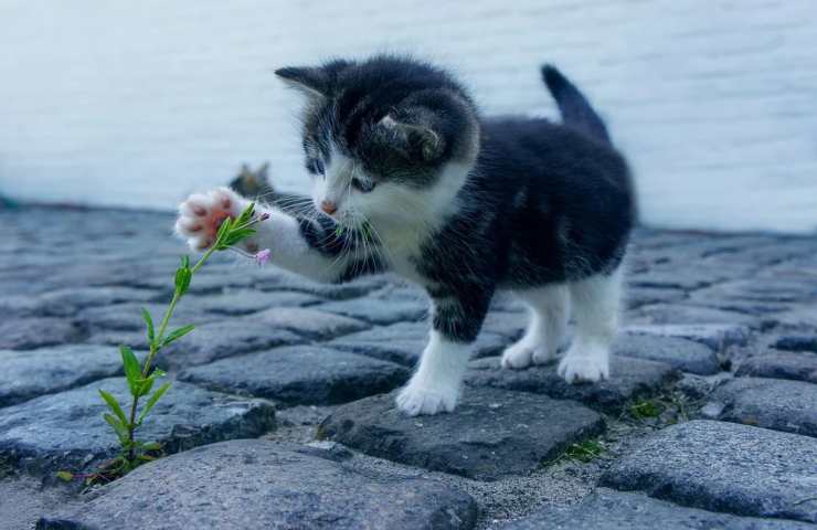 Un gattino alle prese con una erbaccia