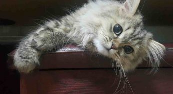 Gatto persiano: non preoccuparti se fa questo l’intera giornata