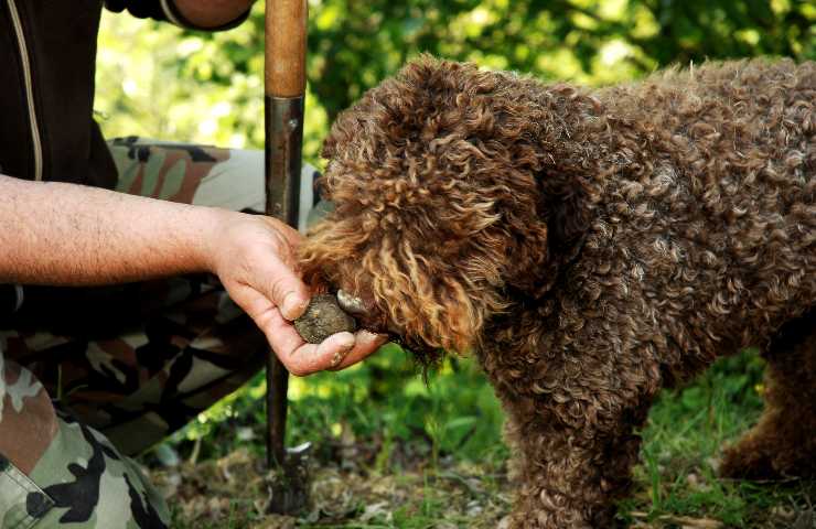 cane razze per ricerca del tartufo