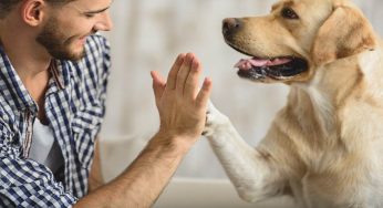 Ora è possibile essere sepolti col proprio cane: novità in Italia