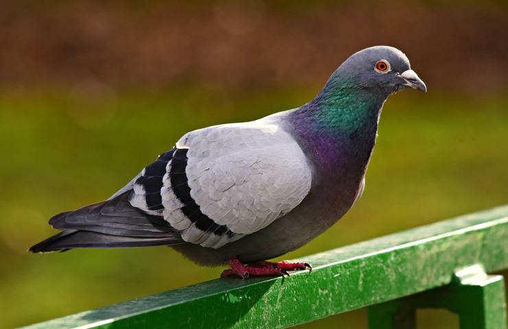 Un piccione appollaiato su una ringhiera