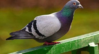 Mettile vicino alla ringhiera del balcone: allontanerà i piccioni