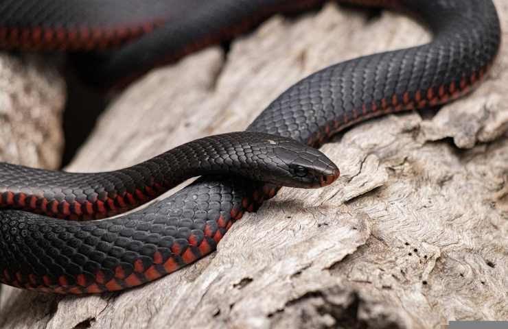 Un serpente di colore nero