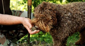 Cosa sapere e cosa serve per la ricerca dei tartufi?