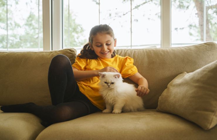 Una bambina ed un Persiano