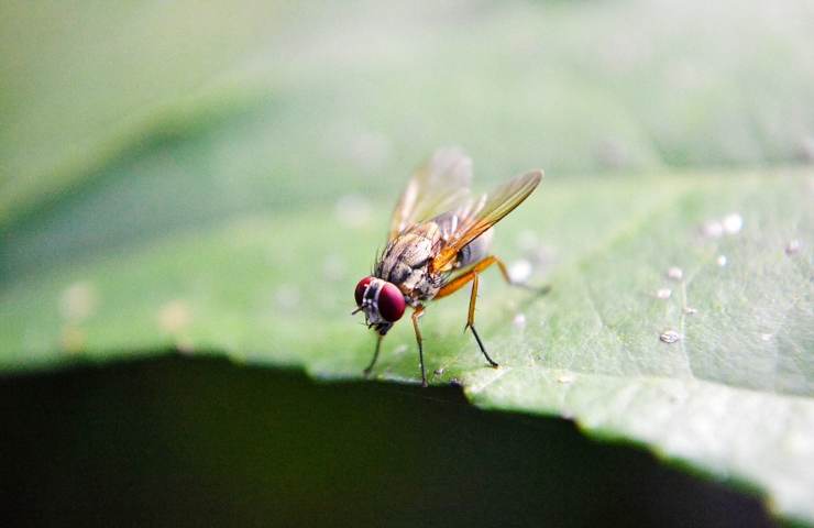 Una mosca in dettaglio