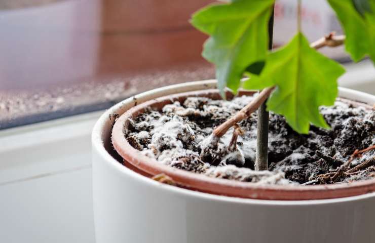 Una pianta invasa dalle muffe