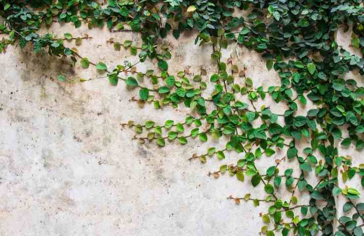 Una pianta rampicante che aderisce ad un muro