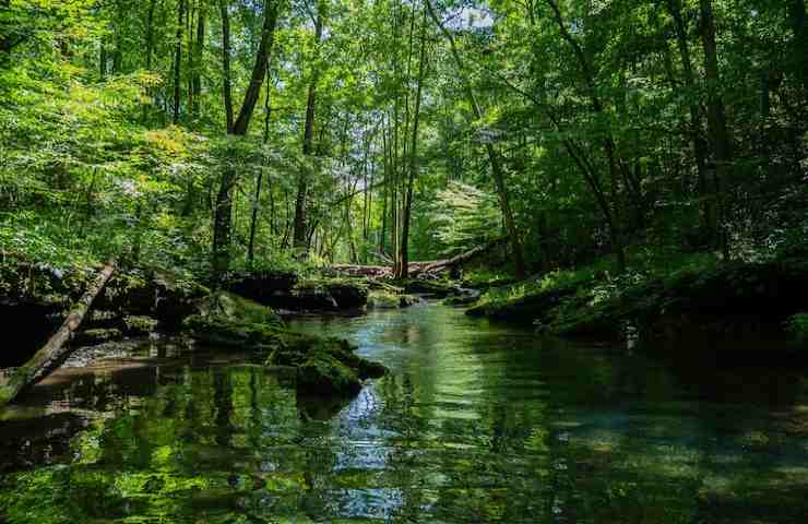 Uno scorcio della Foresta Amazzonica