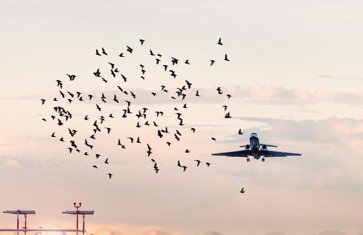 scontro uccelli aerei in italia