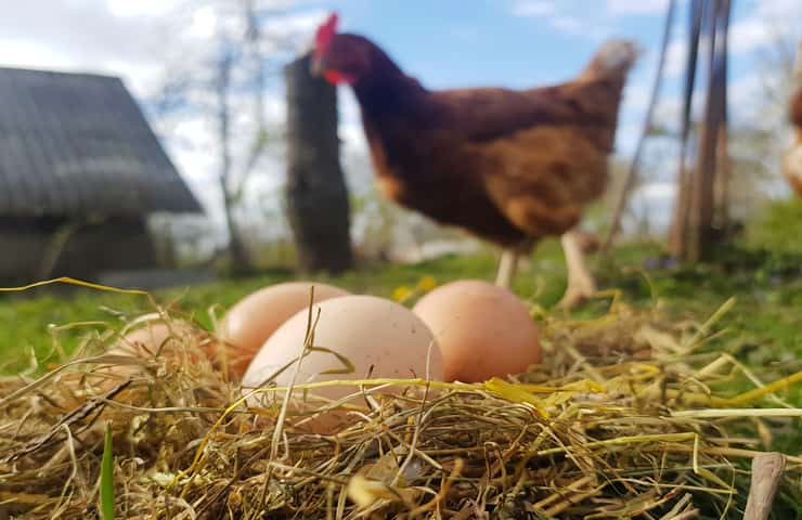 Alla gallina serve il gallo per fare le uova?