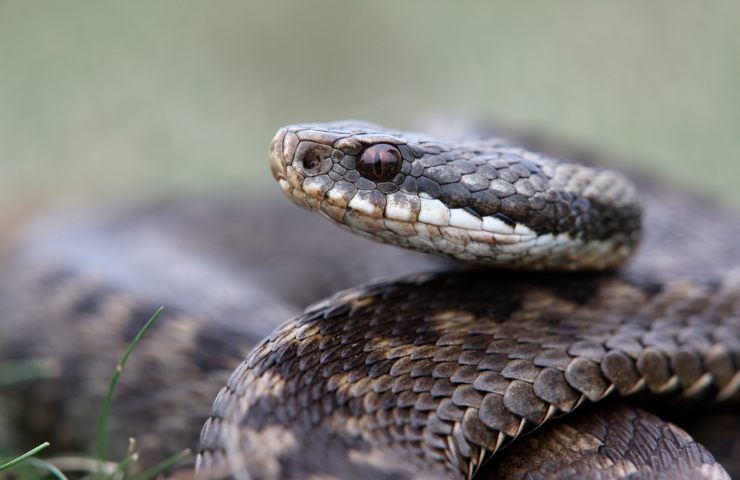 prova presenza serpente giardino