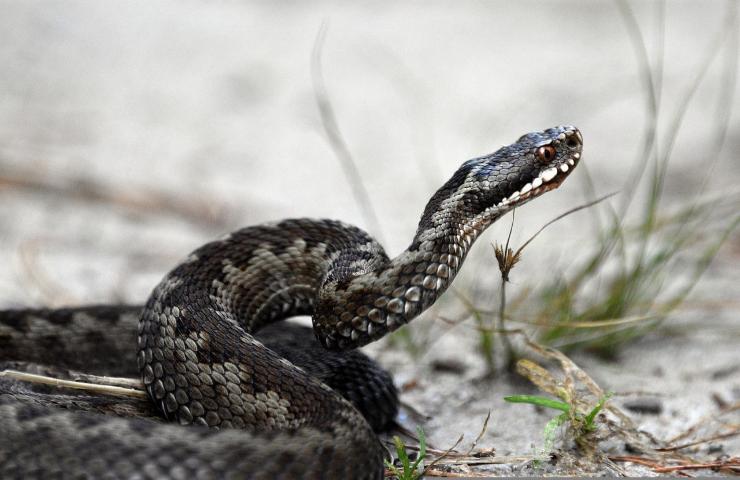 i buchi nei muri sono essere tane per i serpenti