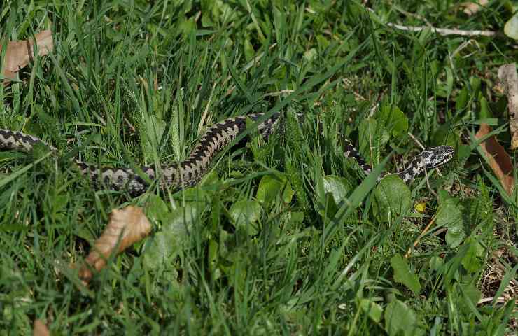 a cosa assomiglia muta serpente