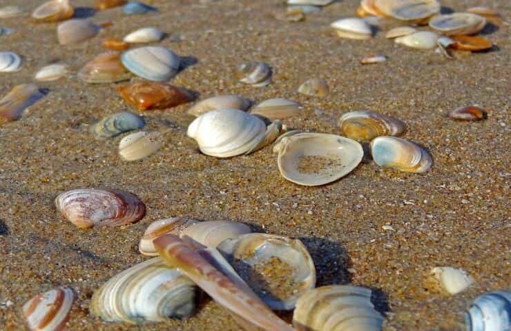 Mangia delle vongole e rimane paralizzata