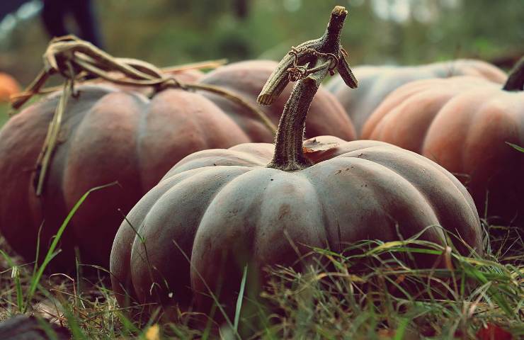 come usare le zucche in cucina