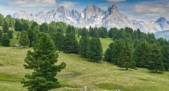 Cosa sta succedendo alle foreste causa siccità