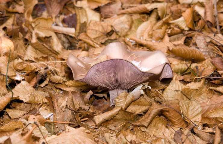 funghi e biodiversità