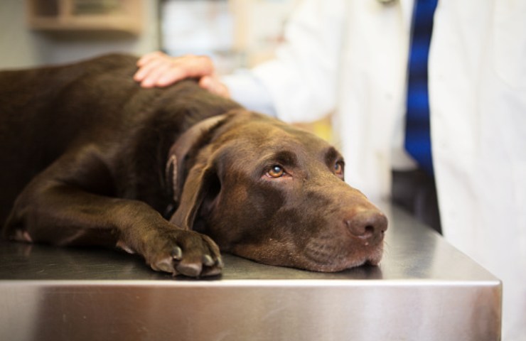 animali domestici cura permessi retribuiti