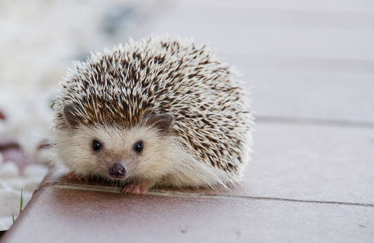 legge vieta questi animali in casa