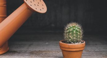 Quanto bisogna annaffiare le piante di casa in autunno