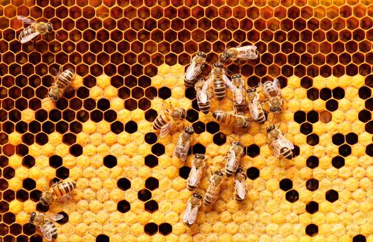 api regina elisabetta