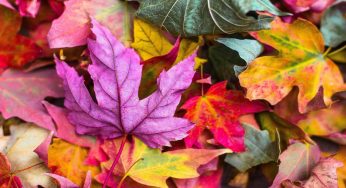 Ottobre: come proteggere il giardino dall’inverno