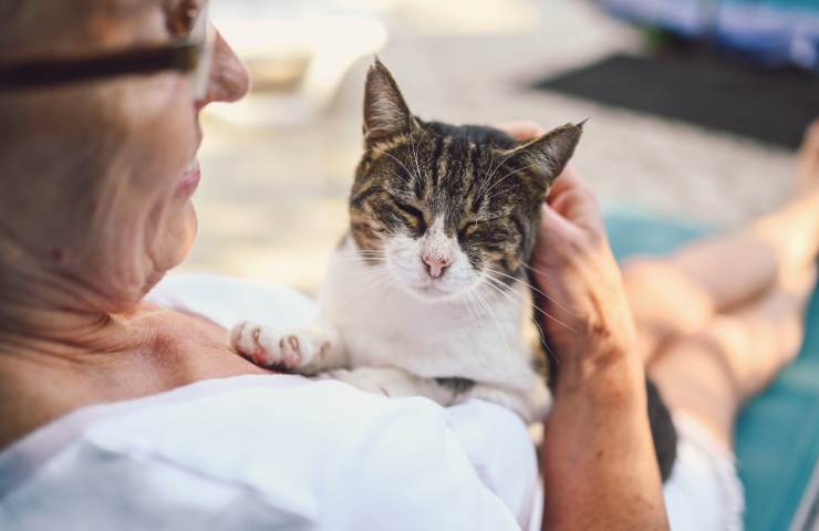 gatto autunno comportamento