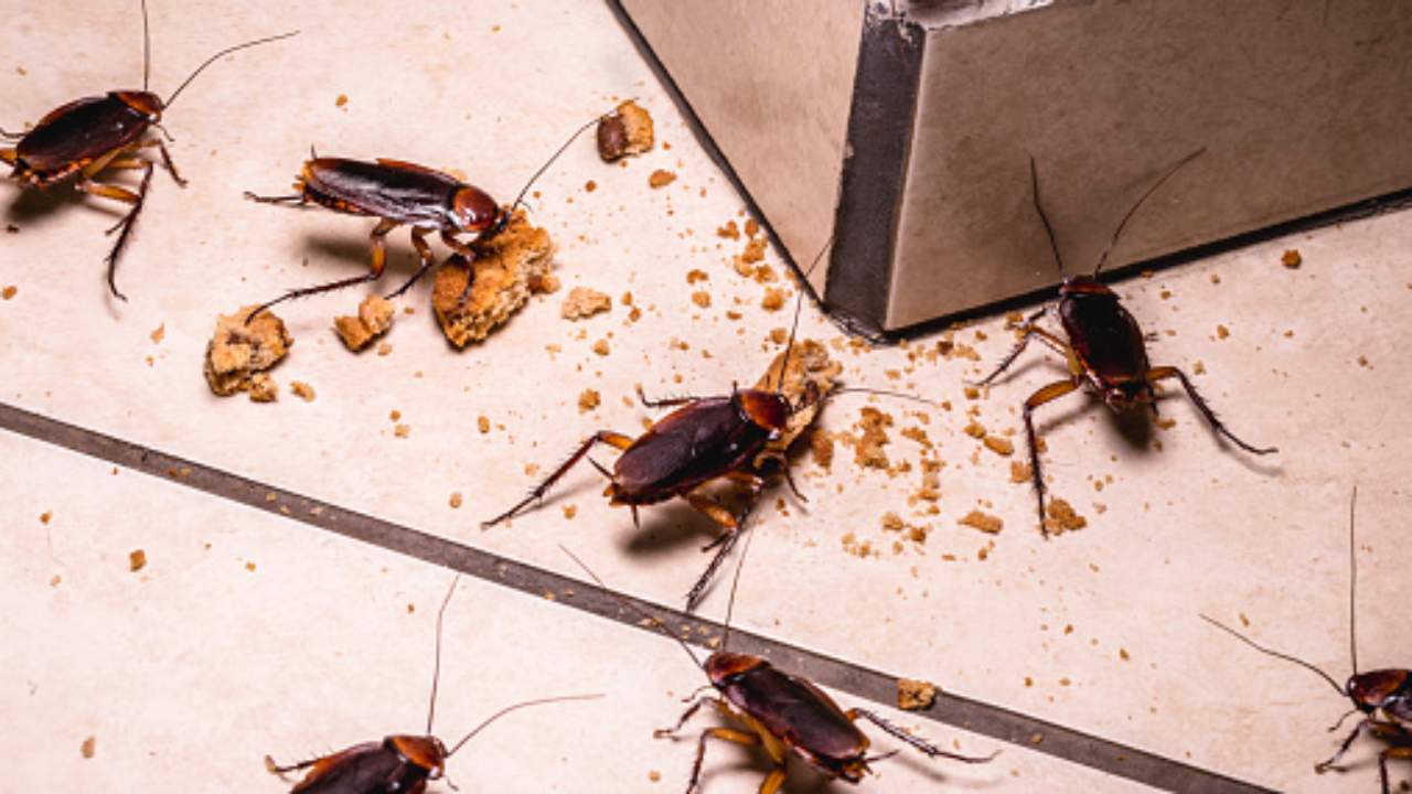 Da dove arrivano le blatte in casa: cosa bisogna sapere