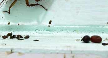 Sembra pepe ma non lo è: attenzione se spunta in casa