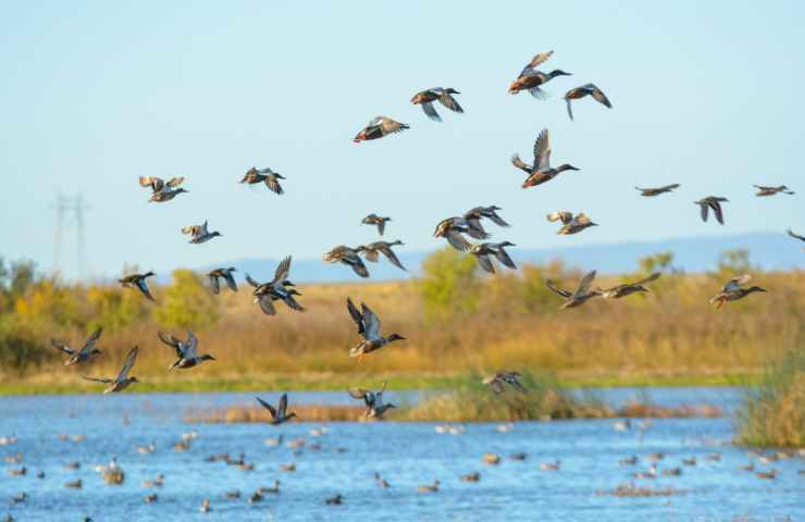 blocco caccia campania