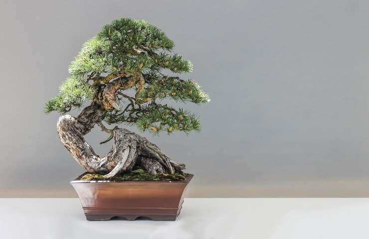 tre specie di bonsai tra le più amate