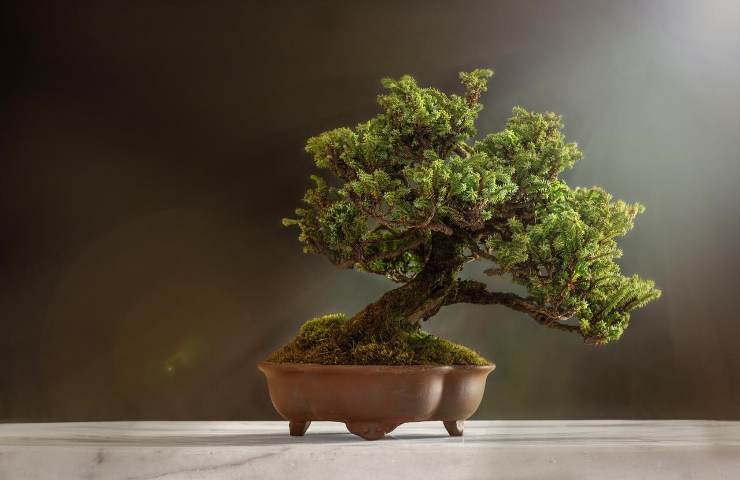 ogni quanto annaffiare bonsai