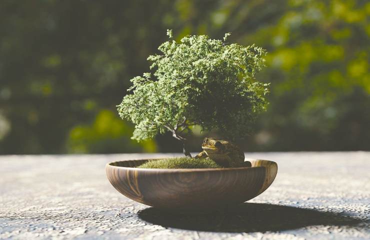 ogni quanto annaffiare bonsai