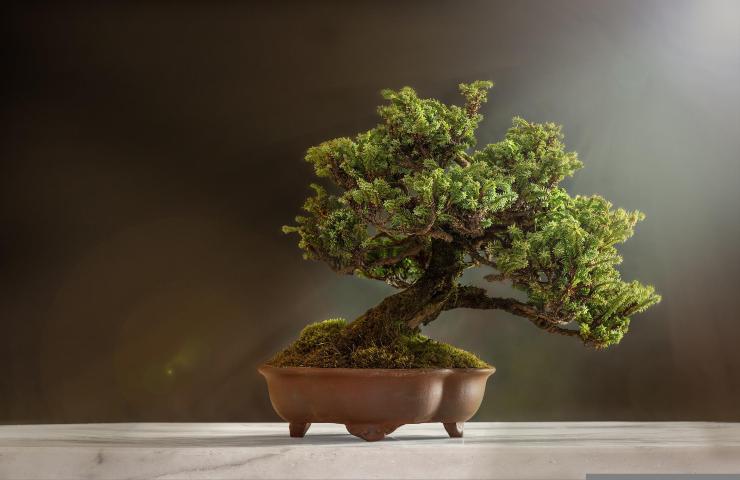 come creare gli stili per i bonsai