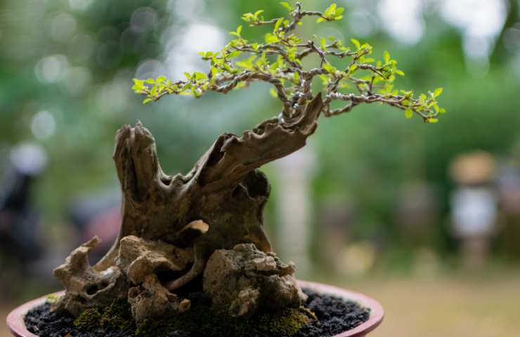 Bonsai 