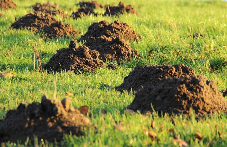 come allontanare le talpe dal nostro giardino