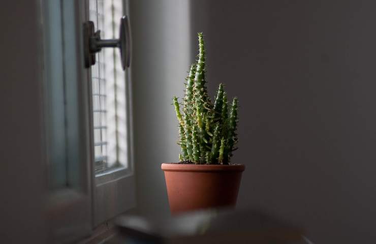 molte malattie dei cactus derivano da errori colturali